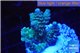 Acropora tenuis green purple 2-4 cm WYSIWYG acclimaté