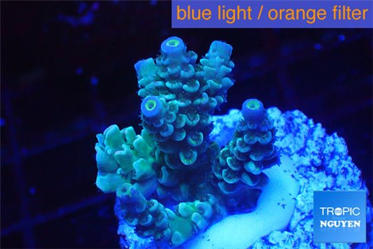 Acropora tenuis green purple 2-4 cm WYSIWYG acclimaté