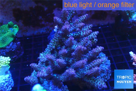 Acropora strawberry short cake Australia premium 8-12 cm WYSIWYG acclimaté