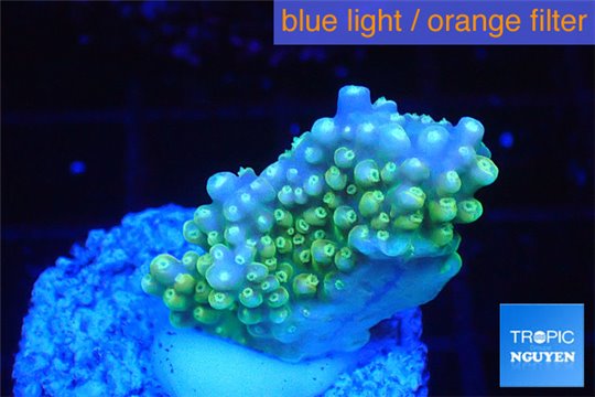 Acropora green pink tip 2-4 cm WYSIWYG acclimaté