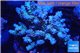 Acropora tenuis green purple 8-12 cm WYSIWYG acclimaté