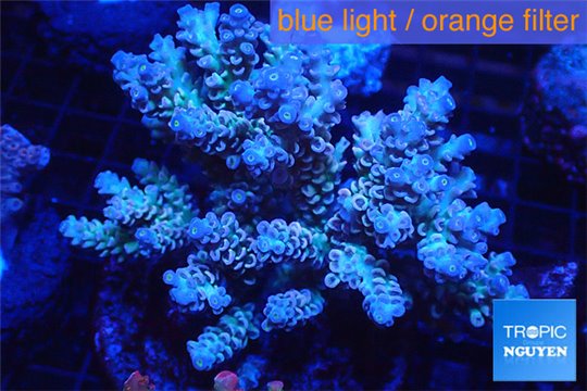 Acropora tenuis green purple 8-12 cm WYSIWYG acclimaté