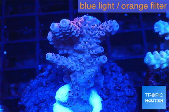 Acropora pink cherry pop 2-4 cm WYSIWYG acclimaté