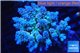 Acropora tenuis green purple 8-12 cm WYSIWYG acclimaté