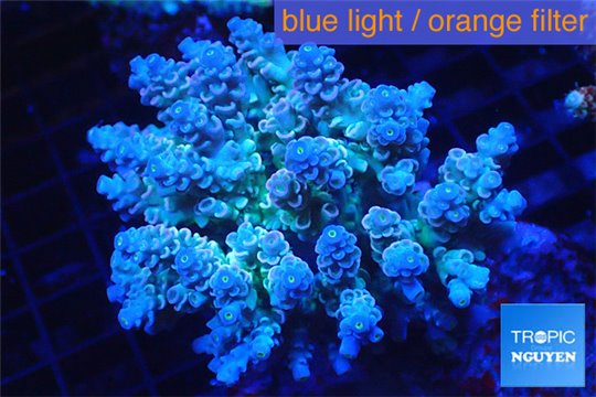 Acropora tenuis green purple 8-12 cm WYSIWYG acclimaté