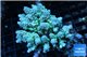 Acropora tenuis green purple 8-12 cm WYSIWYG acclimaté