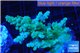 Acropora green 3-5 cm WYSIWYG acclimaté