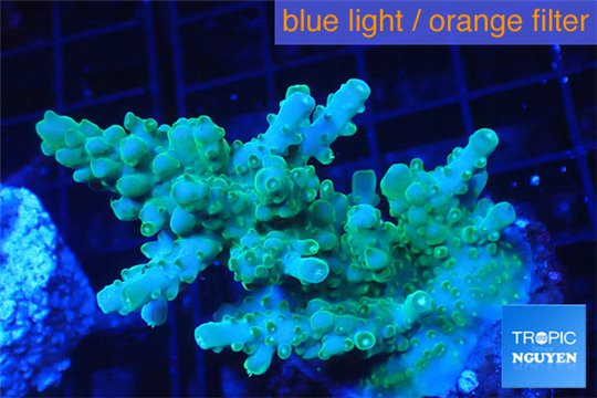 Acropora green 3-5 cm WYSIWYG acclimaté