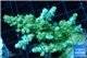 Acropora green 3-5 cm WYSIWYG acclimaté