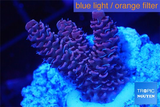 Acropora millepora pink 2-3 cm WYSIWYG acclimaté