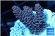 Acropora millepora pink 2-3 cm WYSIWYG acclimaté