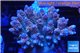 Acropora golden pink 8-12 cm WYSIWYG acclimaté