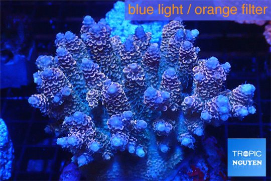 Acropora golden pink 8-12 cm WYSIWYG acclimaté