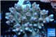 Acropora golden pink 8-12 cm WYSIWYG acclimaté