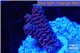 Acropora millepora pink 2-3 cm WYSIWYG acclimaté