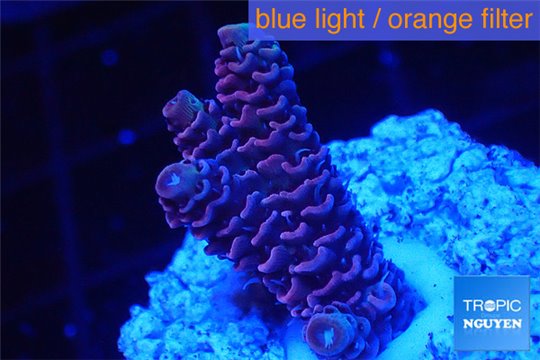 Acropora millepora pink 2-3 cm WYSIWYG acclimaté