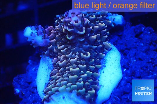 Acropora millepora pink frag 2-3 cm WYSIWYG acclimaté