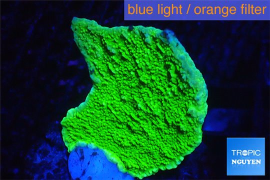 Montipora capricornis green 2 cm WYSIWYG acclimaté