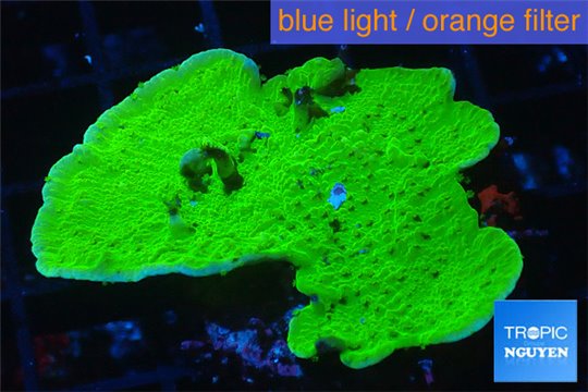 Montipora capricornis green 3-5 cm WYSIWYG acclimaté