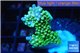 Acropora green pink tip 3-4 cm WYSIWYG acclimaté