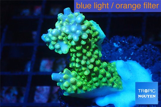 Acropora green pink tip 3-4 cm WYSIWYG acclimaté