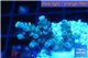 Acropora tenuis green purple 2-3 cm WYSIWYG acclimaté