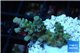 Acropora tenuis green purple 2-3 cm WYSIWYG acclimaté