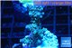 Acropora tenuis green purple 3-4 cm WYSIWYG acclimaté