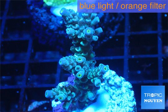 Acropora tenuis green purple 3-4 cm WYSIWYG acclimaté