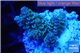 Acropora tenuis green purple 2-4 cm WYSIWYG acclimaté