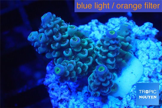 Acropora tenuis green purple 2-4 cm WYSIWYG acclimaté