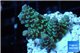 Acropora tenuis green purple 2-4 cm WYSIWYG acclimaté