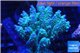 Acropora tenuis green purple 8-12 cm WYSIWYG acclimaté