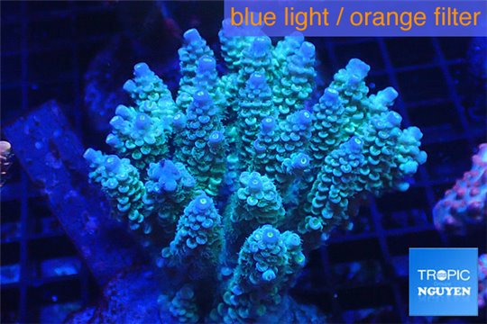 Acropora tenuis green purple 8-12 cm WYSIWYG acclimaté