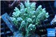 Acropora tenuis green purple 8-12 cm WYSIWYG acclimaté