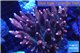 Acropora millepora pink 8-12 cm WYSIWYG acclimaté