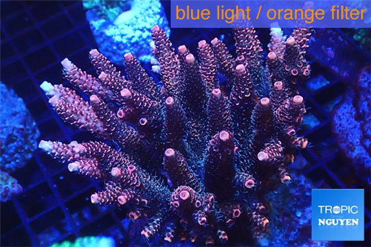 Acropora millepora pink 8-12 cm WYSIWYG acclimaté