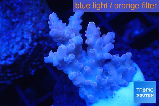 Acropora pink 2-4 cm WYSIWYG acclimaté