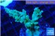 Acropora green 3-5 cm WYSIWYG acclimaté