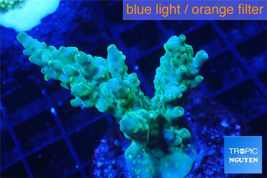 Acropora green 3-5 cm WYSIWYG acclimaté