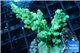 Acropora green 3-5 cm WYSIWYG acclimaté