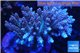 Acropora golden pink 8-12 cm WYSIWYG acclimaté