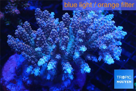 Acropora golden pink 8-12 cm WYSIWYG acclimaté