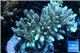 Acropora golden pink 8-12 cm WYSIWYG acclimaté