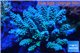 Acropora tenuis green purple 8-12 cm WYSIWYG acclimaté