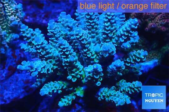 Acropora tenuis green purple 8-12 cm WYSIWYG acclimaté