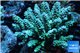 Acropora tenuis green purple 8-12 cm WYSIWYG acclimaté