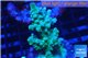 Acropora green 3-5 cm WYSIWYG acclimaté