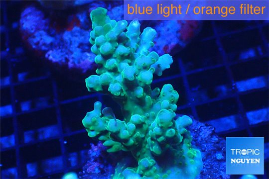 Acropora green 3-5 cm WYSIWYG acclimaté