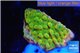 Montipora kung pao phoenix 2-3 cm WYSIWYG acclimaté